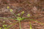 Baldwin's flatsedge